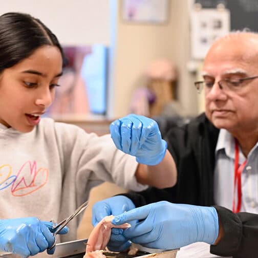 A grandfather and granddaughter doing a chicken wing dissection in science class.